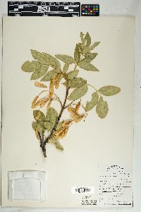 Fraxinus anomala var. lowellii image