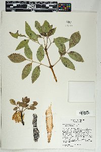 Fraxinus anomala var. lowellii image