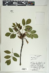 Fraxinus anomala image