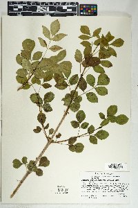 Fraxinus anomala image