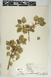 Fraxinus anomala image