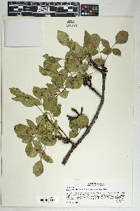 Fraxinus anomala image