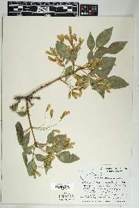 Fraxinus anomala image