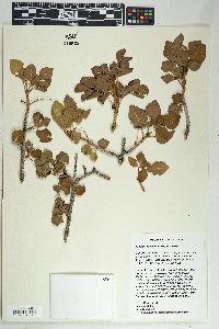 Fraxinus anomala image