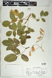 Fraxinus anomala var. lowellii image