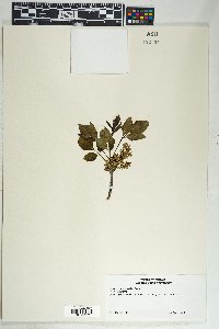 Fraxinus anomala image