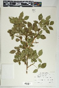 Fraxinus anomala image