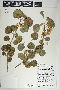 Fraxinus anomala image