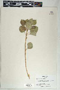 Fraxinus anomala image