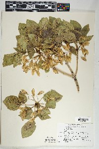 Fraxinus anomala image