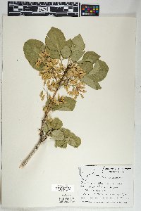 Fraxinus anomala image