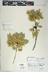 Fraxinus anomala image