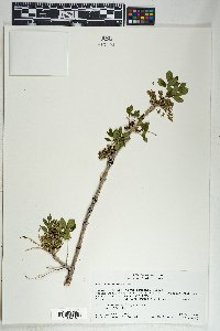 Fraxinus anomala image