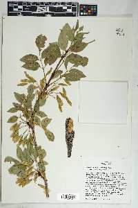 Fraxinus anomala var. lowellii image