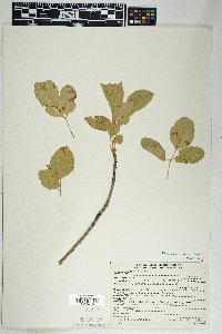 Fraxinus anomala image