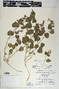 Mirabilis tenuiloba image