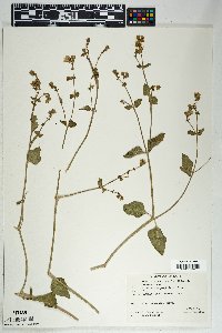 Mirabilis oxybaphoides image