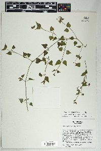 Mirabilis oxybaphoides image