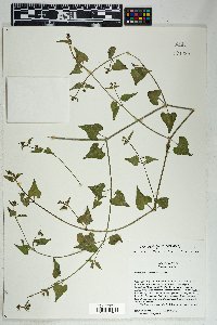 Mirabilis oxybaphoides image