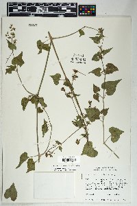 Mirabilis oxybaphoides image