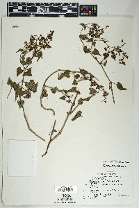 Mirabilis oxybaphoides image