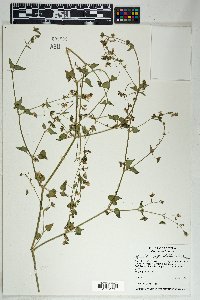 Mirabilis oxybaphoides image