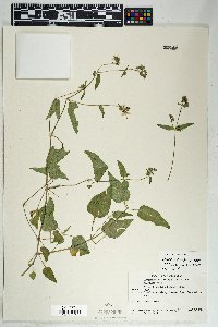 Mirabilis albida image