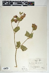 Mirabilis multiflora image