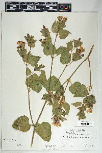 Mirabilis multiflora image