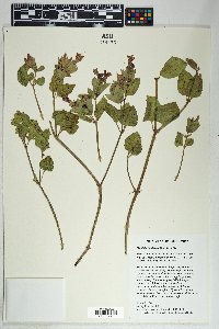 Mirabilis multiflora image