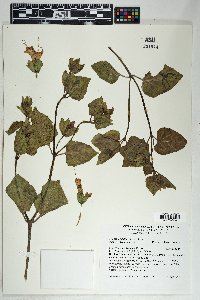 Mirabilis multiflora image