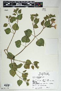 Mirabilis multiflora image