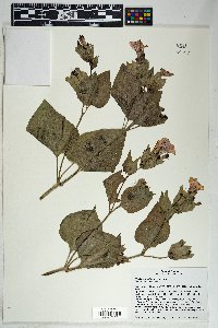 Mirabilis multiflora image