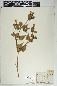 Mirabilis multiflora image