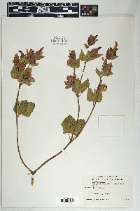 Mirabilis multiflora image