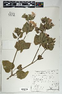 Mirabilis multiflora image