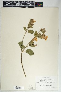 Mirabilis multiflora image