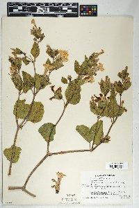 Mirabilis multiflora image