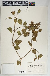 Mirabilis multiflora image