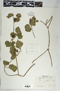 Mirabilis multiflora image