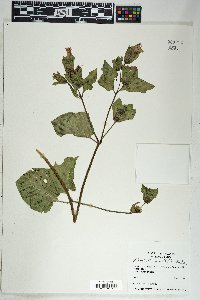 Mirabilis multiflora image