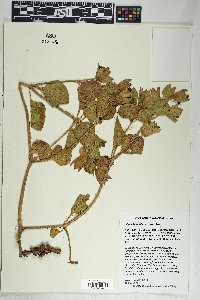 Mirabilis multiflora image