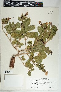 Mirabilis multiflora image