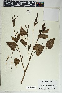 Mirabilis longiflora image