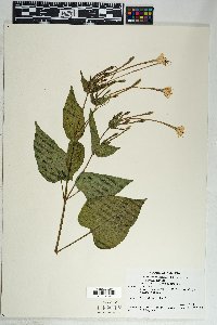 Mirabilis longiflora image