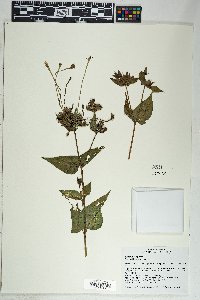 Mirabilis longiflora image