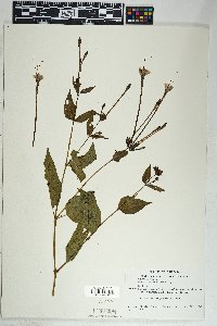 Mirabilis longiflora image