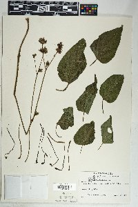 Mirabilis longiflora image