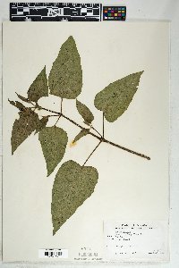 Mirabilis longiflora image