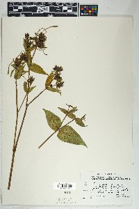 Mirabilis longiflora image